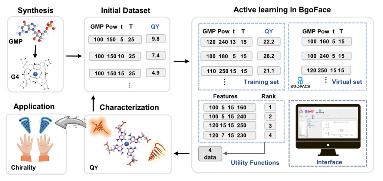 Optimize the quantum yield of G‐quartet‐based circularly polarized luminescence materials via active learning strategy‐BgoFace